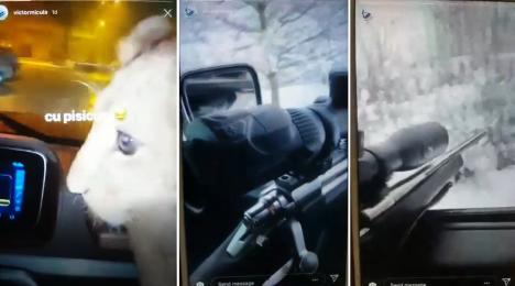Victoraş Micula, filmat cu un pui de leu şi cu puşca cu lunetă în maşină. Poliţiştii fac cercetări pentru braconaj, Micula se dă victima unui hacker (VIDEO)