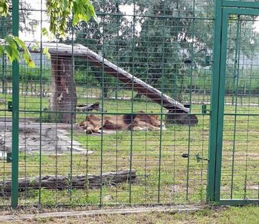 Ne enervează: Unul dintre leii de la Grădina Zoologică Oradea este atât de slab încât i se văd coastele