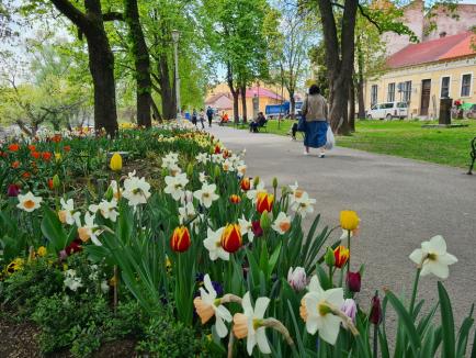 O floare pentru Oradea: Orădenii, îndemnaţi să contribuie la amenajarea unor mozaicuri uriaşe din flori