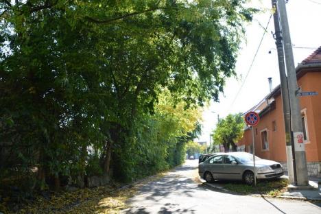 A vrut, dar n-a putut! Primăria Oradea a încercat să taie mai mulţi copaci de lângă Liceul German, dar a oprit-o APM Bihor (FOTO)