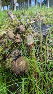 Hărnicie păguboasă: Un angajat al ABA Crişuri a defrişat arbuştii de liliac carpatin, o specie protejată din Valea Iadului! (FOTO)
