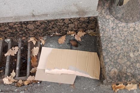 Fenomen straniu în Oradea: Lilieci care cad morți pe trotuare (FOTO)