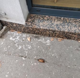 Fenomen straniu în Oradea: Lilieci care cad morți pe trotuare (FOTO)