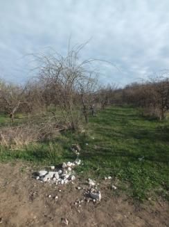 Livada cu... moloz: La marginea Oradiei, vechi livezi au devenit gropi clandestine de gunoi (FOTO)