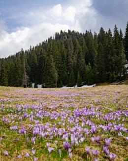 Spectacolul primăverii: O listă de frumuseţi naturale din Bihor ce merită văzute chiar şi în pandemie (FOTO)