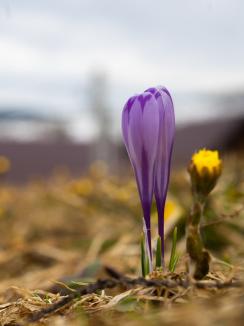 Spectacolul primăverii: O listă de frumuseţi naturale din Bihor ce merită văzute chiar şi în pandemie (FOTO)