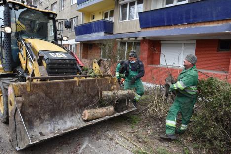 Tăierile de arbori impuse de modernizarea Bulevardului Nufărul-Cantemir din Oradea stârnesc revolta riveranilor (FOTO / VIDEO)