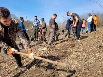 Luna plantării arborilor: Se anunță plantări record în pădurile din Bihor, în această primăvară (FOTO)