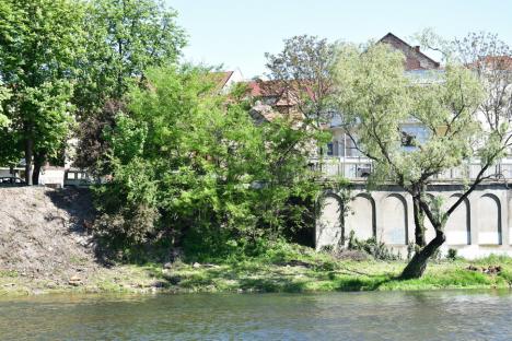 Primăria Oradea a tăiat copacii din lunca râului, ABA Crişuri face un drum tehnologic. Vezi cum arată zona (FOTO)