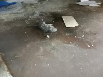 Rozătoare moarte şi mizerie: Un magazin Carrefour din Nojorid a fost închis şi amendat cu 18.000 de lei (FOTO)