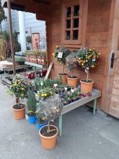 Magazinul de plante Kaluna vă aşteaptă în parcarea Era Park Oradea (FOTO)