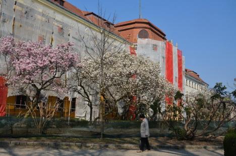 Spectacolul primăverii, în Oradea: Au înflorit magnoliile (FOTO)