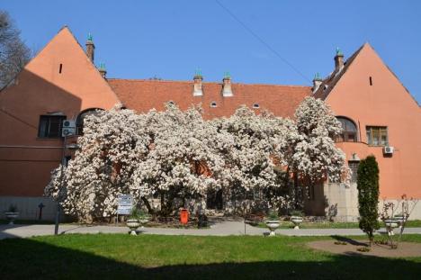 Spectacolul primăverii, în Oradea: Au înflorit magnoliile (FOTO)