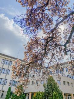 Au înflorit magnoliile. Peisaje superbe în parcul Palatului Baroc şi în campusul Universităţii din Oradea (FOTO)