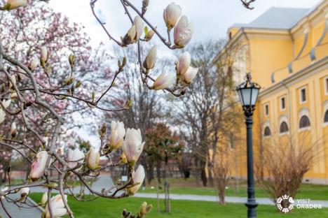 Au înflorit magnoliile. Peisaje superbe în parcul Palatului Baroc şi în campusul Universităţii din Oradea (FOTO)
