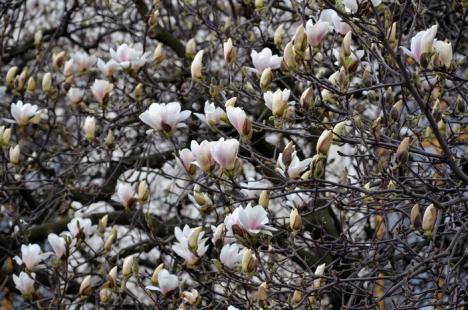 Vine, vine primăvara! În oraş au înflorit magnoliile (FOTO)