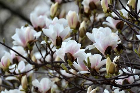 Vine, vine primăvara! În oraş au înflorit magnoliile (FOTO)