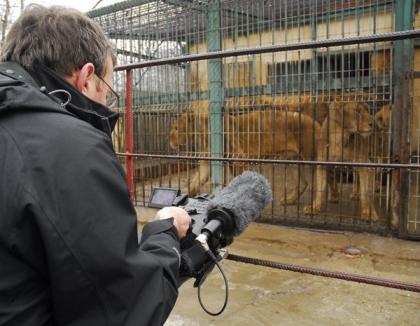 Jurnaliştii BBC, cu camerele pe leii orădeni (FOTO)