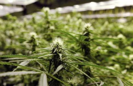 Olanda legalizează cultivarea marijuanei