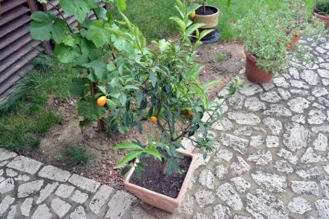 Colecţionarul de arome: Un orădean are în grădină zeci de soiuri de plante şi pomi fructiferi de pe cinci continente, unii nemaiîntâlniţi în România (FOTO)