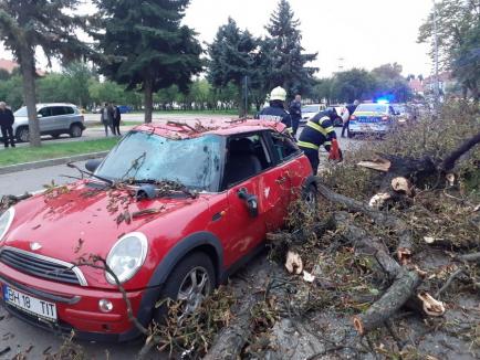 O mașină a fost strivită de un copac lângă Colegiul Economic Partenie Cosma (FOTO)