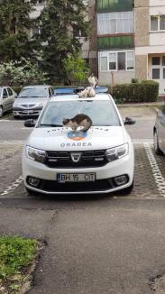 Atac la poliţist: O echipă a Poliției Locale Oradea a fost asaltată de... pisici (FOTO)