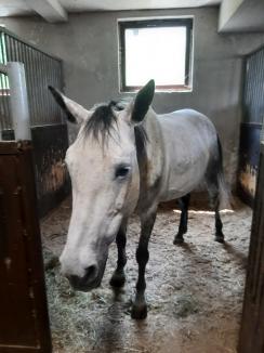 „Mă gândesc la ce e mai rău”: O tânără încearcă să răscumpere un cal vândut în județul Bihor. Își pune la bătaie bursa de la facultate!