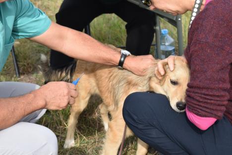 Continuă microciparea câinilor din Oradea: Care sunt cabinetele unde pot fi duși cățeii fără pedigri