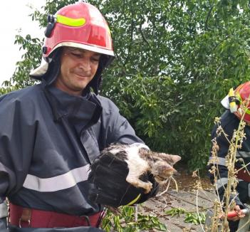 Operațiunea 'Pisica': Pompierii orădeni au salvat un pui de felină captiv într-un canal