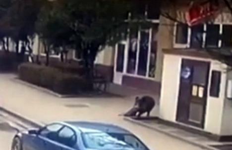 Panică în Sălaj: Un mistreţ a atacat două persoane, în centrul oraşului Şimleu Silvaniei! (VIDEO)