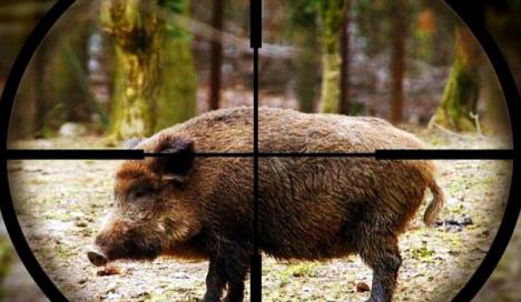 Braconierii au provocat noi focare de pestă porcină în Şimian: Au împuşcat un mistreţ infestat şi au răspândit boala în trei gospodării
