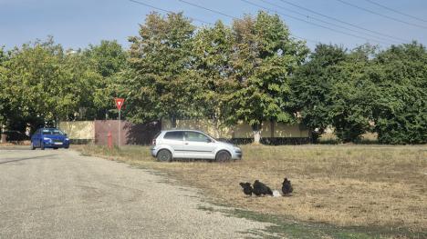 Murdărie de la Primărie: Mormane uriașe de pământ și moloz în spatele parcului Adona din Oradea (FOTO)