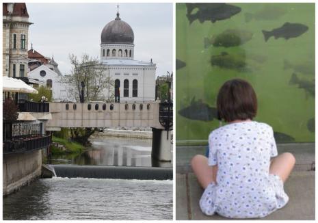 Inedit: Fereastră subacvatică în Oradea, sub podul Sfântul Ladislau (VIDEO)