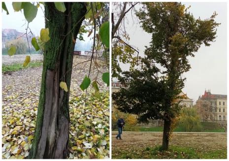 Copacii din jurul statuii lui Mihai Eminescu din Oradea vor fi tăiați (FOTO)