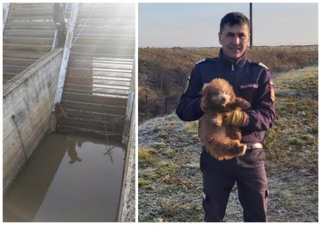 Pui de câine salvat de pompierii din Bihor, după ce a căzut într-un canal colector (FOTO / VIDEO)