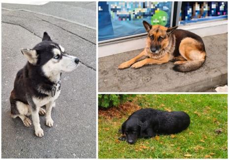 Trei câini pierduți au ajuns acasă cu ajutorul poliţiştilor de la Protecţia Animalelor Bihor. Sfatul poliţiştilor pentru proprietarii de căţei