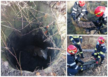 Căprioară căzută într-o fântână din Balc, salvată de pompieri (FOTO / VIDEO)