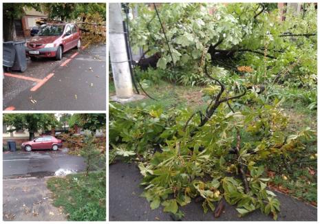Vijelie în Oradea: copaci căzuți inclusiv pe mașini pe mai multe străzi din municipiu (FOTO)