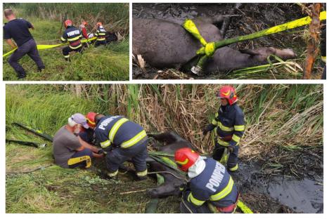 Pompierii bihoreni au salvat un mânz care căzuse într-un canal de irigații (FOTO)