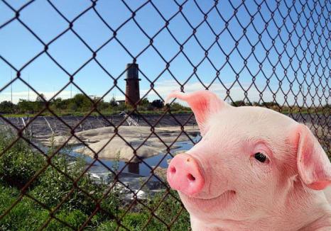 'Ne-am săturat să mirosim a Nutripork': Orădenii, invitaţi la dezbaterea pe tema fermei de porci din Ioşia