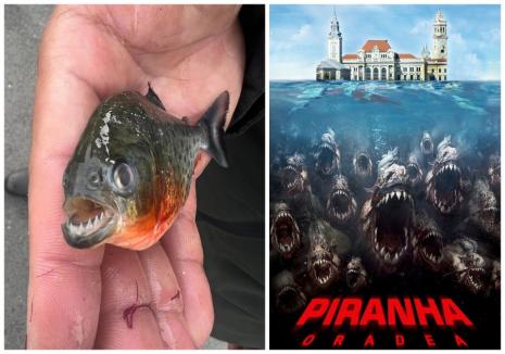 Comisarii Gărzii de Mediu n-au găsit și alte exemplare de piranha în apele din Oradea, dar tot vor lua la „puricat” magazinele care vând specii exotice