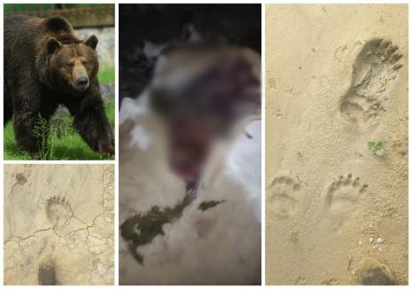 Alertă în Şinteu: Un urs a ucis vaca unui sătean! (VIDEO)