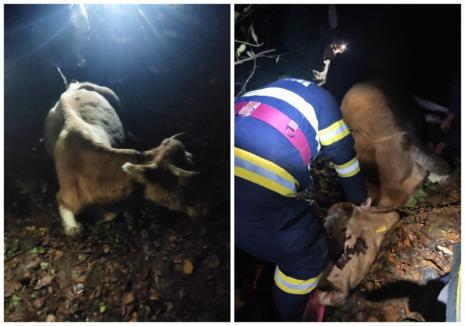 Vită căzută 6 metri într-o râpă mlăștinoasă, salvată de pompierii din Bihor (FOTO)