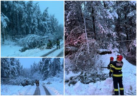 Copaci prăbușiți pe șosele din Bihor, din cauza vântului și a ninsorii (FOTO)