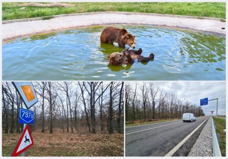 Este oficial: Grădina Zoologică din Oradea se va muta în pădurea Nojorid! (FOTO)