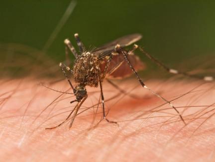 Înţepăturile de ţânţari şi virusul West Nile