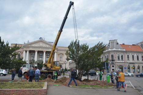 Tise pe sus: A început relocarea arbuştilor din faţa Teatrului în Parcul 1 Decembrie (FOTO / VIDEO)