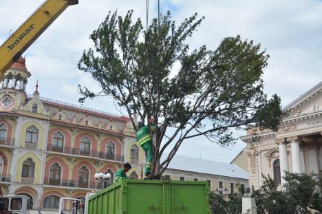 Tise pe sus: A început relocarea arbuştilor din faţa Teatrului în Parcul 1 Decembrie (FOTO / VIDEO)
