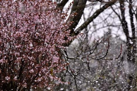 Zăpadă de primăvară: A nins ca în poveşti la finalul lui martie în Oradea (FOTO)