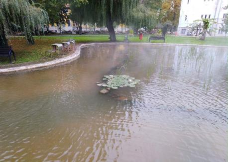 Nufăr salvat: Cum au reuşit cercetătorii Universităţii din Oradea să 'resusciteze' floarea-simbol a Bihorului (FOTO)